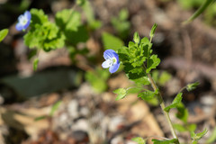 Veronica persica