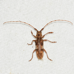 Goes variegatus
