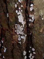 Aleurodiscus mirabilis