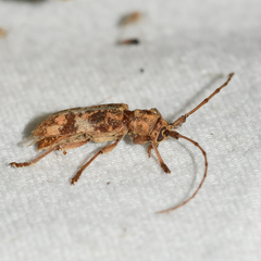 Goes variegatus