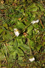 Bellis perennis