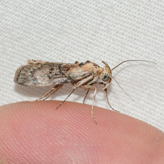 Pococera maritimalis