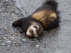 Mustela putorius