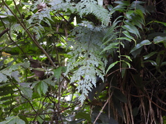 Asplenium neolaserpitiifolium