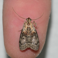 Pococera maritimalis