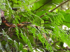 Asplenium neolaserpitiifolium