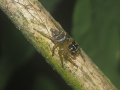 Colyttus