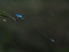 Coeliccia membranipes