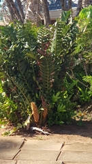 Encephalartos ferox