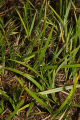 Cyperus longus