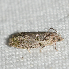 Proteoteras implicata