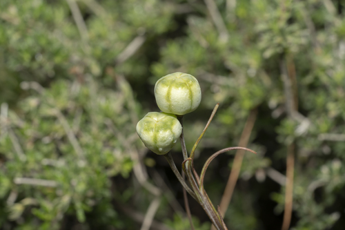 Image of Fritillaria rhodia by (c) Eleftherios Katsillis, some rights reserved (CC BY)