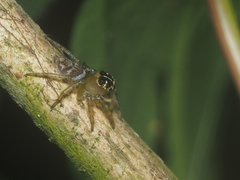 Colyttus