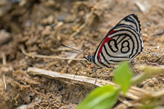 Diaethria candrena