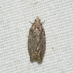 Proteoteras implicata