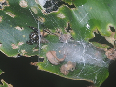 Colyttus