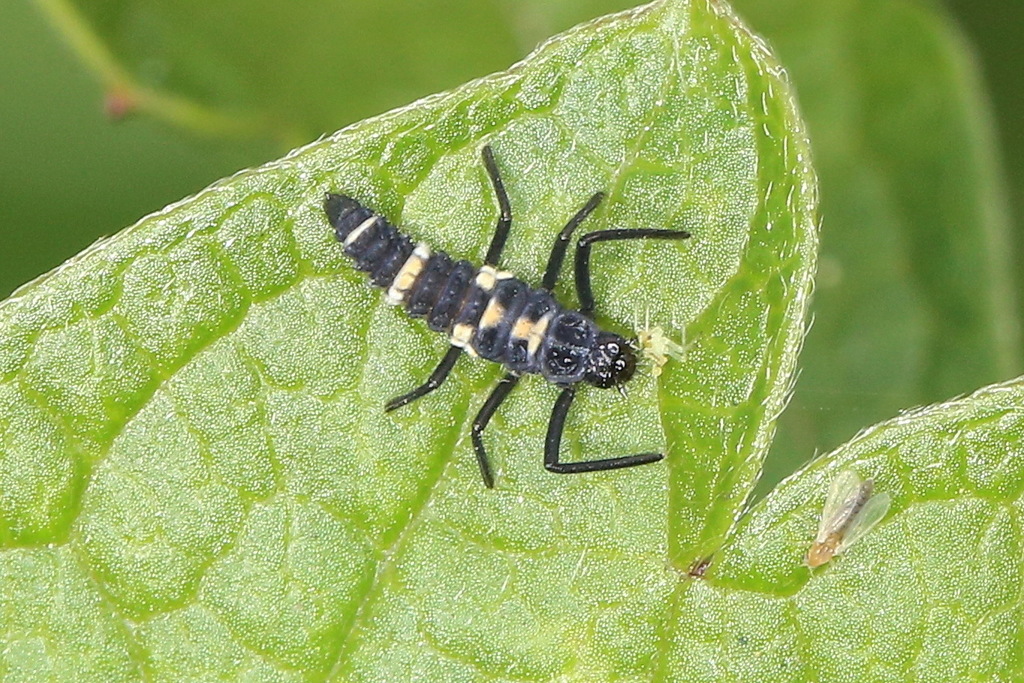 Coelophora saucia