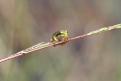 Hyla molleri