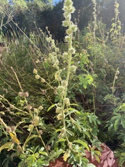 Hibiscus diversifolius diversifolius