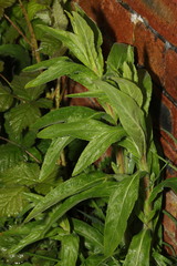 Epilobium hirsutum
