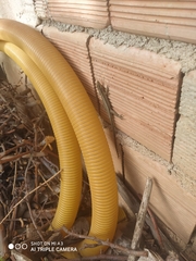 Anatololacerta pelasgiana