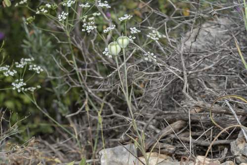 Image of Fritillaria rhodia by (c) Eleftherios Katsillis, some rights reserved (CC BY)
