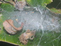 Colyttus