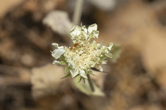 Tordylium aegaeum