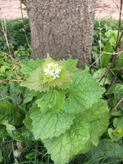 Alliaria petiolata