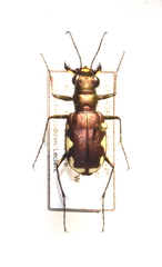 Cicindela scutellaris lecontei