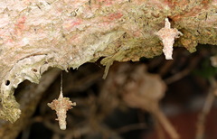 Striglocyrbasia meguae