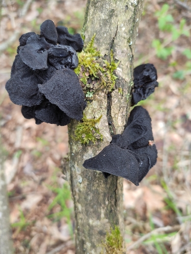 Black Witches' Butter