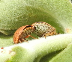 Steganocerus multipunctatus