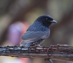 Dicrurus adsimilis apivorus