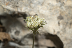 Tordylium aegaeum