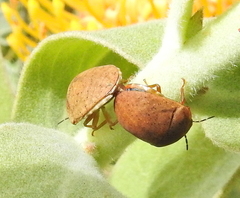 Steganocerus multipunctatus