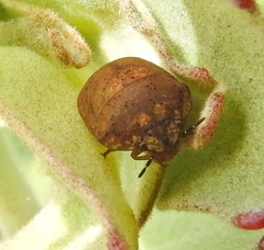 Steganocerus multipunctatus