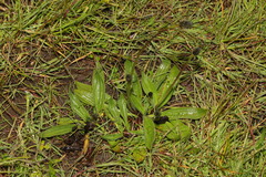 Plantago lanceolata