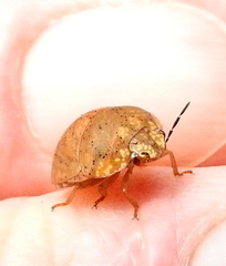 Steganocerus multipunctatus