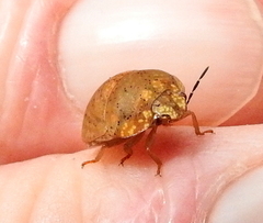 Steganocerus multipunctatus