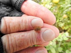 Steganocerus multipunctatus