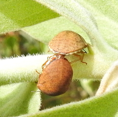 Steganocerus multipunctatus