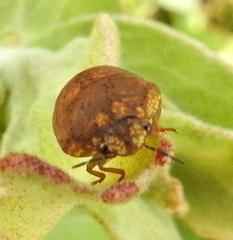 Steganocerus multipunctatus