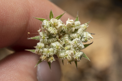 Tordylium aegaeum
