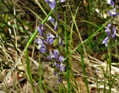 Polygala nicaeensis