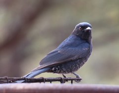 Dicrurus adsimilis apivorus