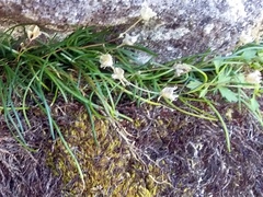 Ornithogalum schlechterianum