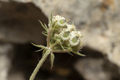 Tordylium aegaeum