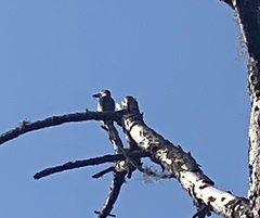 Melanerpes carolinus