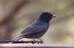 Dicrurus adsimilis apivorus